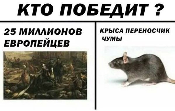 Уничтожение крыс в Томске, цены, стоимость, методы