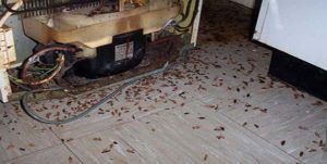 Поморить тараканов в квартире в Томске, цены