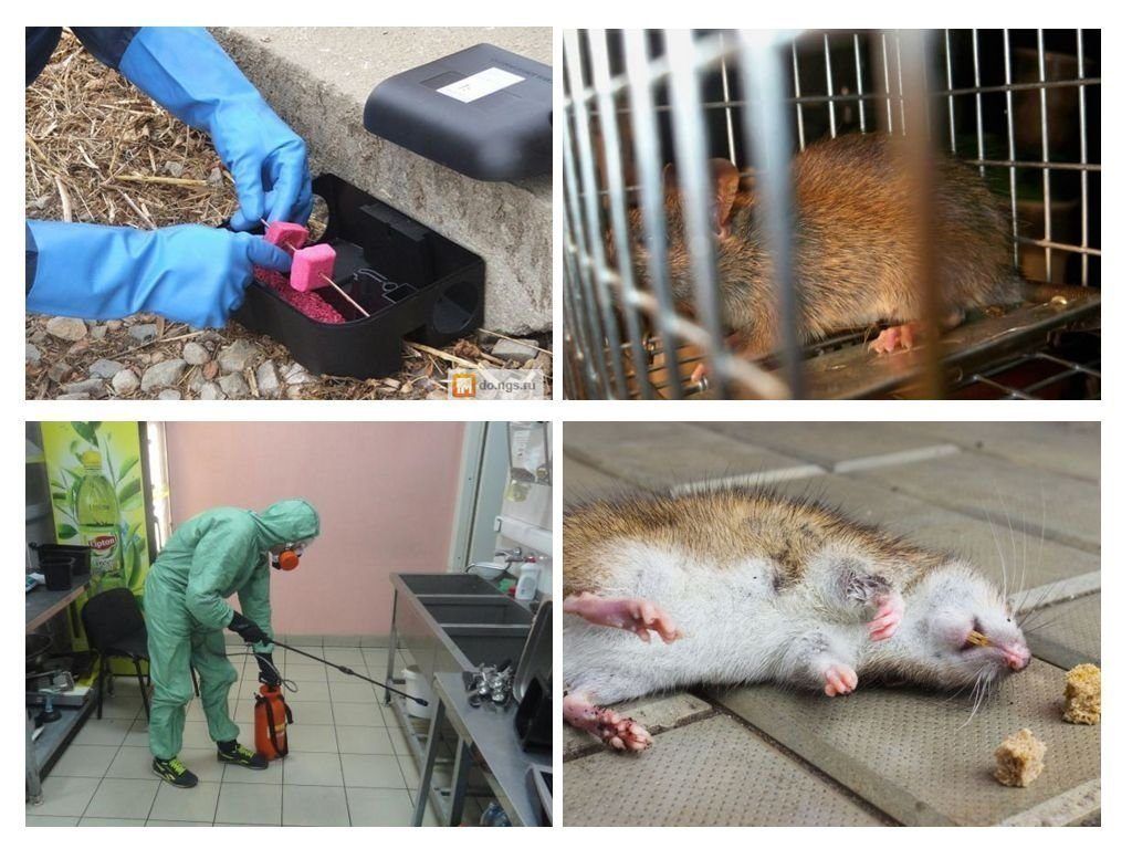 Фирма по уничтожению грызунов, крыс и мышей в Томске