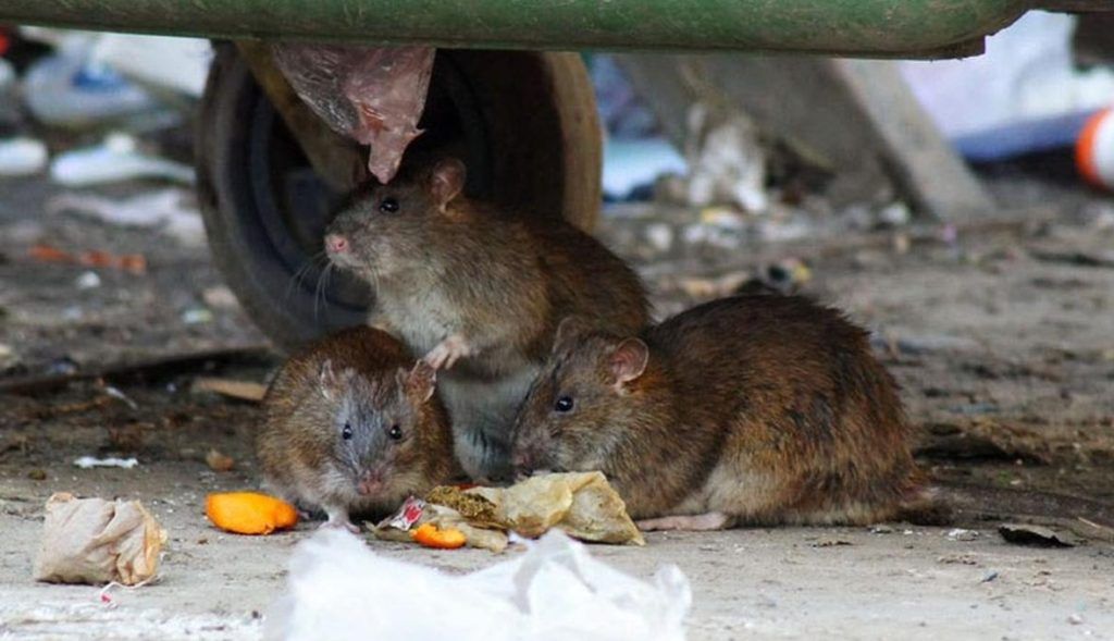 Травить грызунов крыс и мышей в Томске