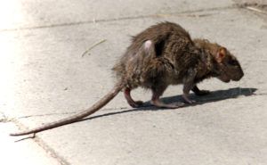 Фирма по уничтожению грызунов, крыс и мышей в Томске