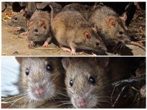 Травить грызунов крыс и мышей в Томске