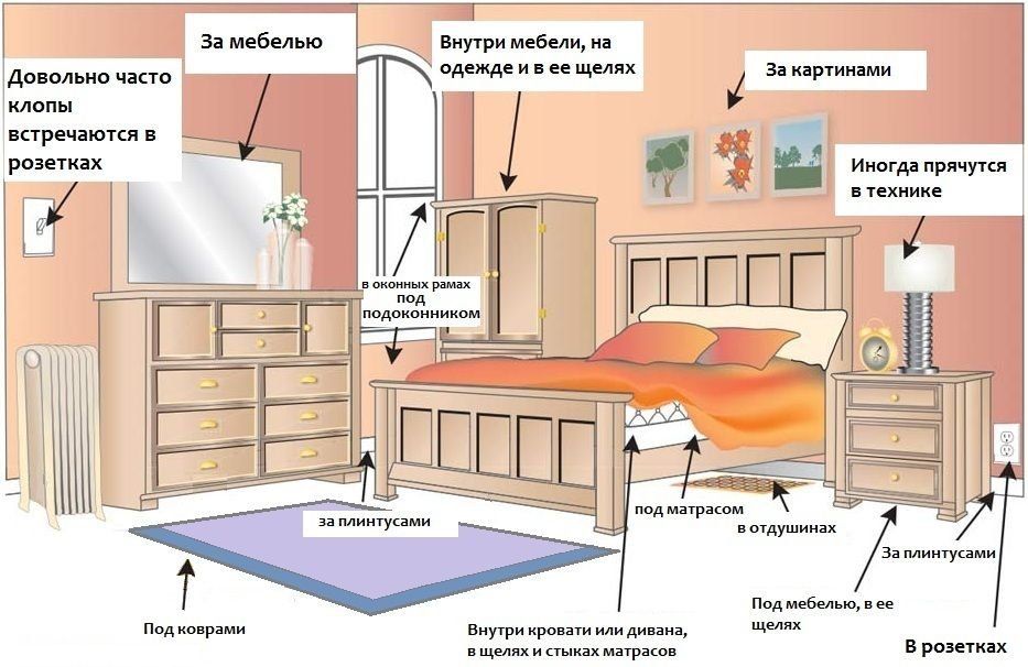 Обработка от клопов квартиры в Томске
