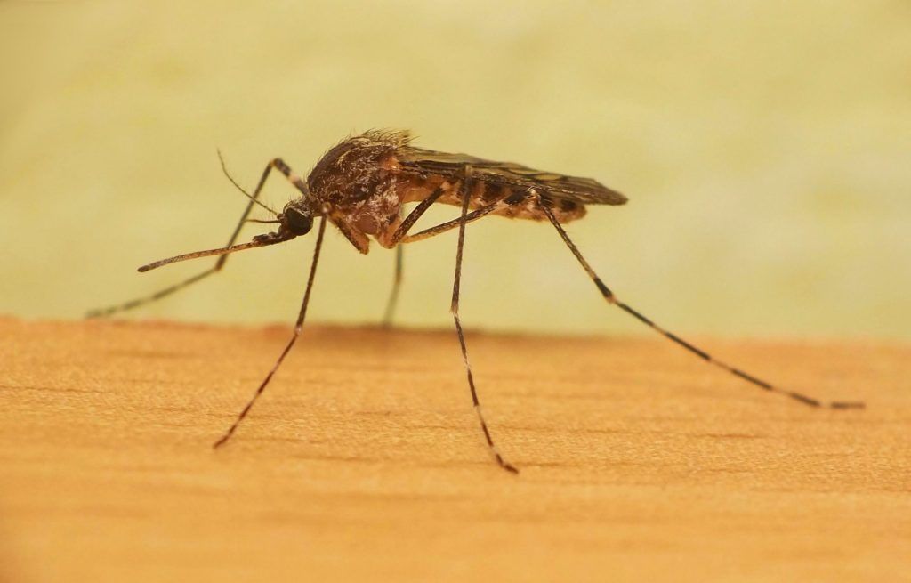 Уничтожение комаров в Томске