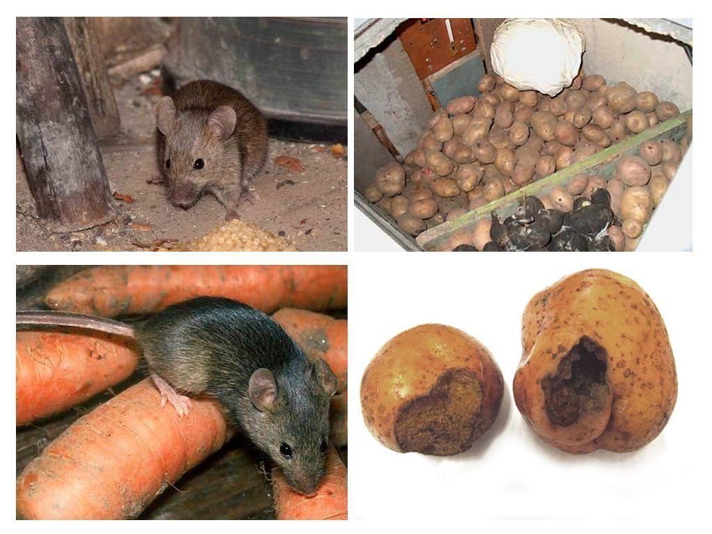 Обработка от грызунов крыс и мышей в Томске