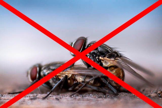 Профессиональное уничтожение мух в Томске с гарантией