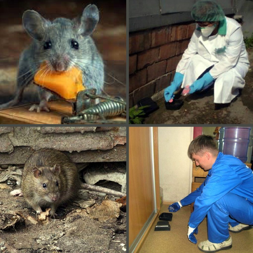Дезинфекция от грызунов, крыс и мышей в Томске