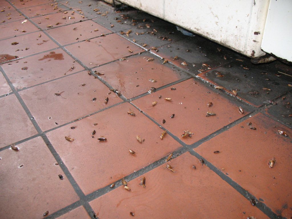 Уничтожение тараканов в квартире в Томске 