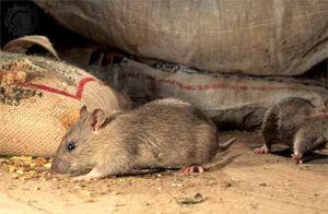 Дератизация от грызунов от крыс и мышей в Томске