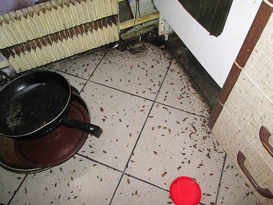 Санэпидемстанция от тараканов в Томске, вызвать, цены
